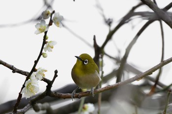 メジロ 佐布里池 2019年3月4日(月)