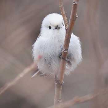 Long-tailed tit(japonicus) Kabukuri Pond Tue, 2/19/2019