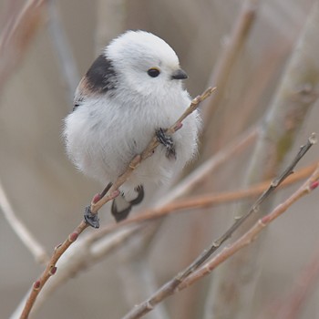 Long-tailed tit(japonicus) Kabukuri Pond Tue, 2/19/2019