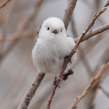 Long-tailed tit(japonicus) Kabukuri Pond Tue, 2/19/2019