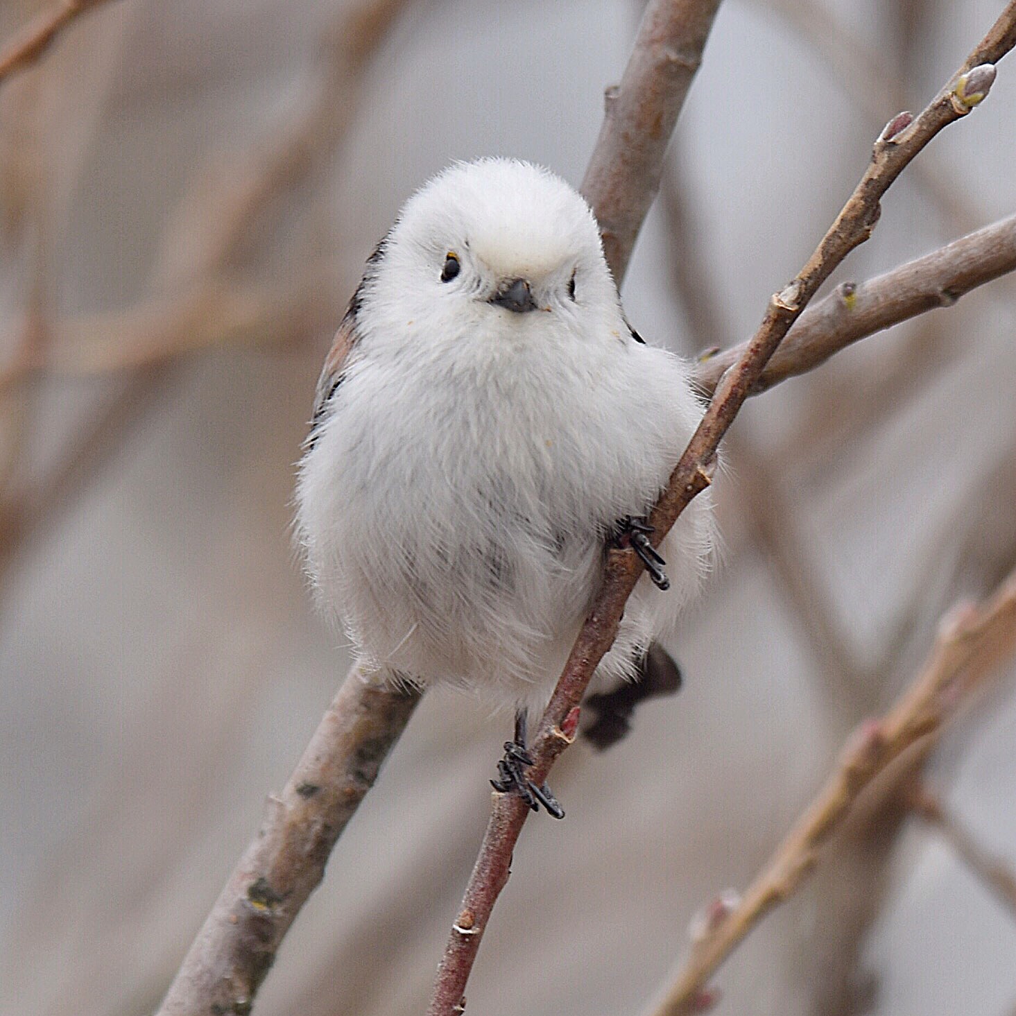 蕪栗沼 シマエナガの写真 by kens nature photography