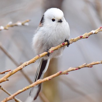 Long-tailed tit(japonicus) Kabukuri Pond Tue, 2/19/2019