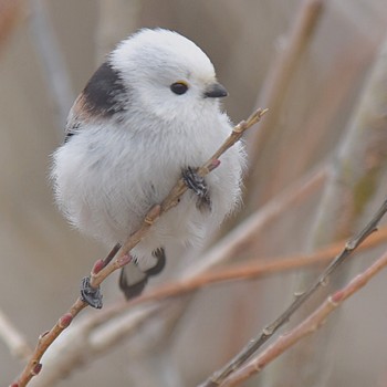 Long-tailed tit(japonicus) Kabukuri Pond Tue, 2/19/2019