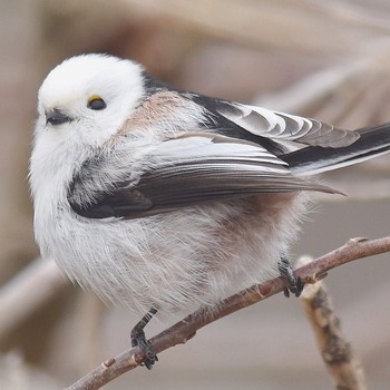 Long-tailed tit(japonicus) Kabukuri Pond Tue, 2/19/2019