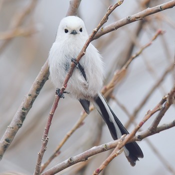 Long-tailed tit(japonicus) Kabukuri Pond Tue, 2/19/2019