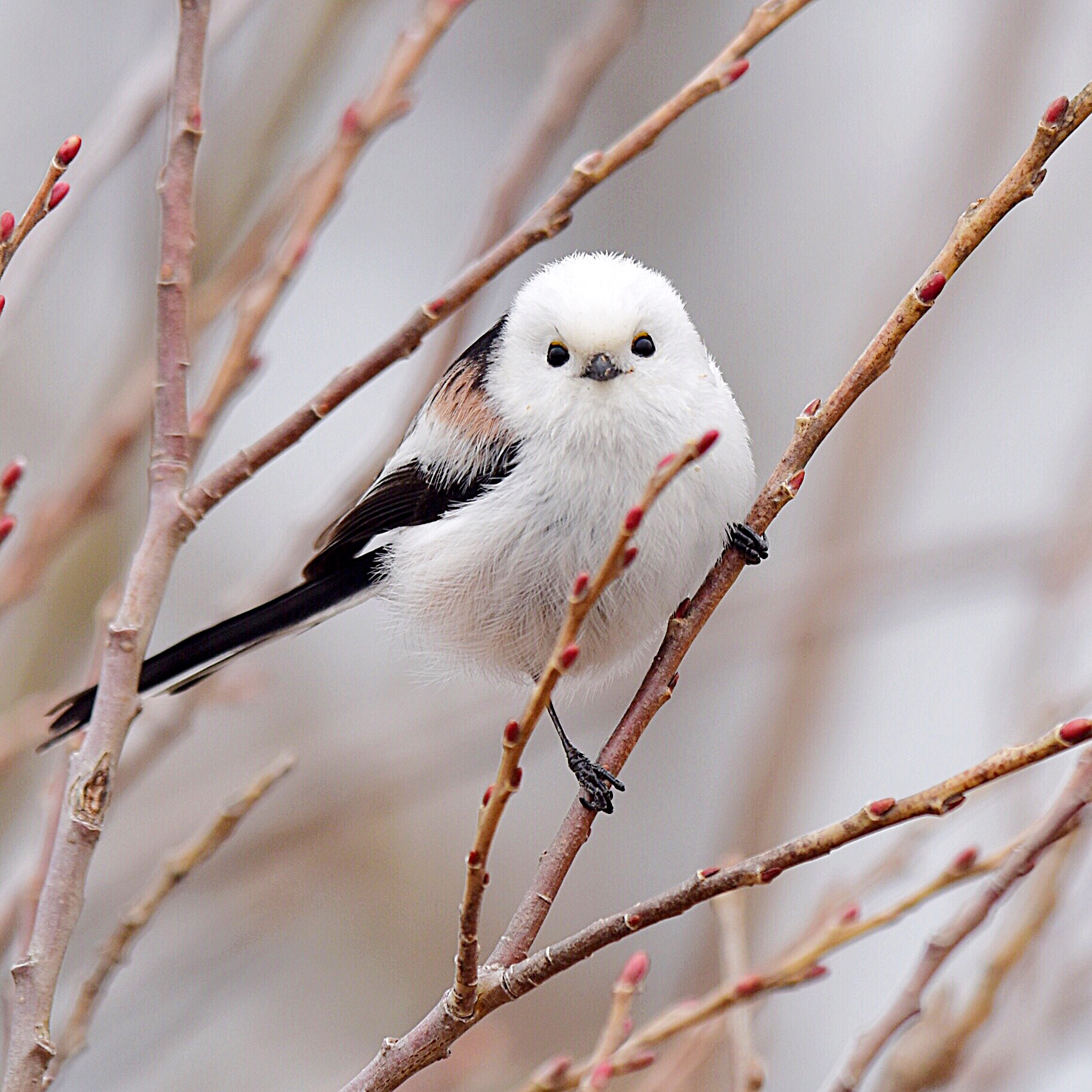 Photo of Long-tailed tit(japonicus) at Kabukuri Pond by kens nature photography