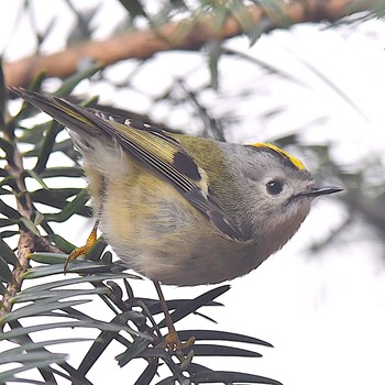 キクイタダキ 宮城県名取市十三塚公園 2019年2月27日(水)