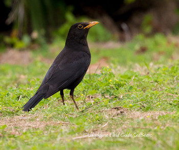 Chinese Blackbird Ishigaki Island Mon, 3/4/2019