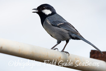 Japanese Tit(nigriloris) Ishigaki Island Mon, 3/4/2019