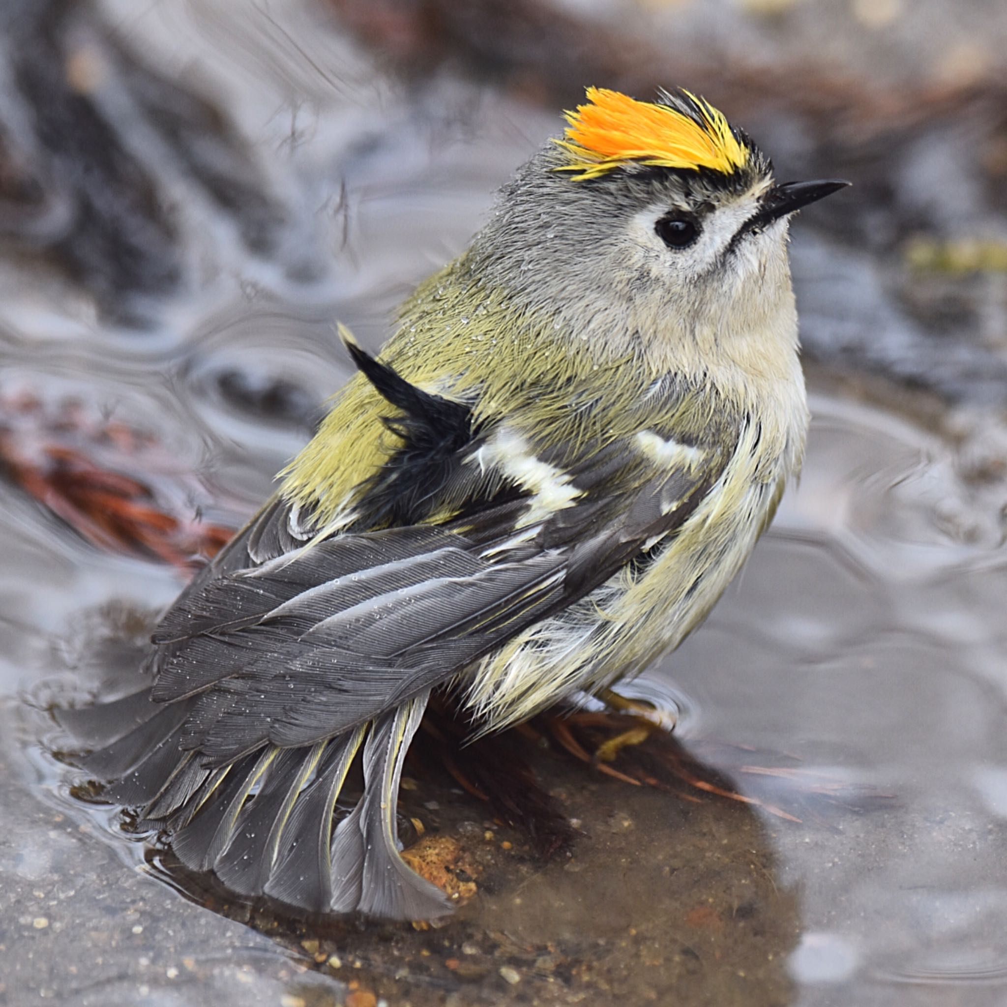 宮城県名取市十三塚公園 キクイタダキの写真 by kens nature photography