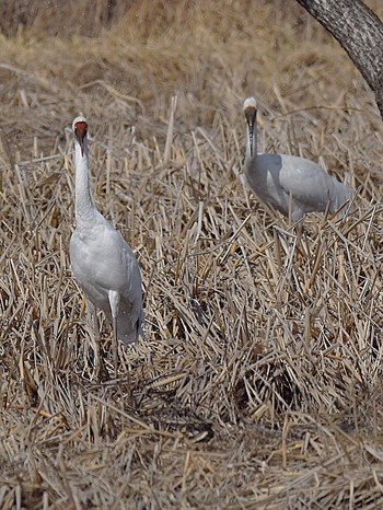 Siberian Crane Kabukuri Pond Wed, 3/8/2017