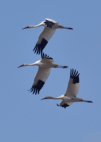 Siberian Crane