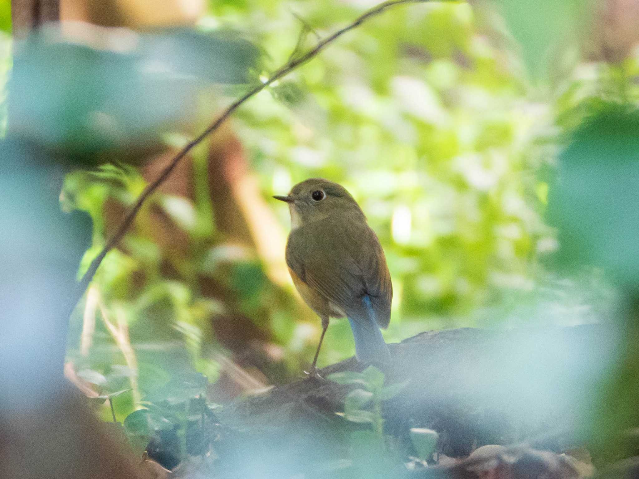 六義園 ルリビタキの写真 by ryokawameister