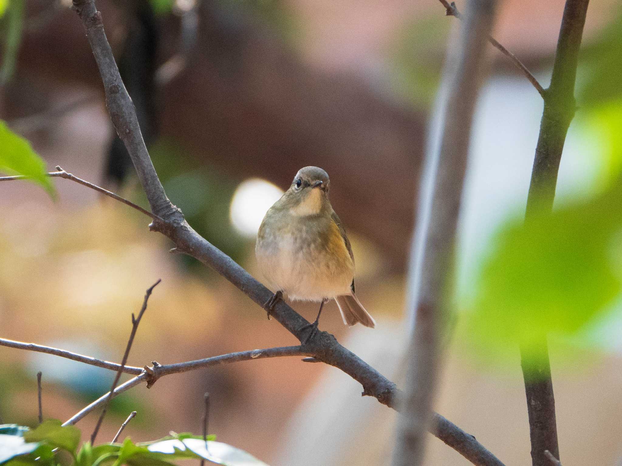 六義園 ルリビタキの写真 by ryokawameister