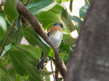 アトリ 六義園 2019年3月2日(土)