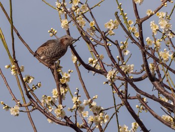 ヒヨドリ 鈴鹿の森庭園 2019年3月4日(月)