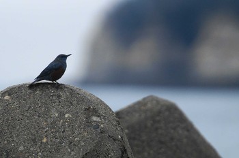 イソヒヨドリ 茨城県 2019年3月3日(日)