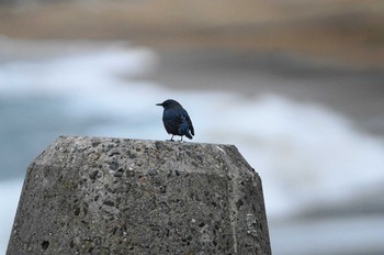 イソヒヨドリ 茨城県 2019年3月3日(日)