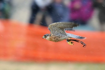 コチョウゲンボウ 関宿城 2019年3月3日(日)