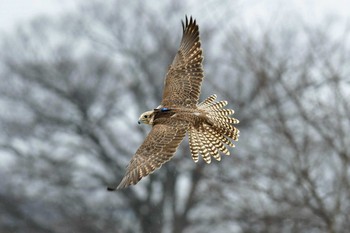 Peregrine Falcon 関宿城 Sun, 3/3/2019