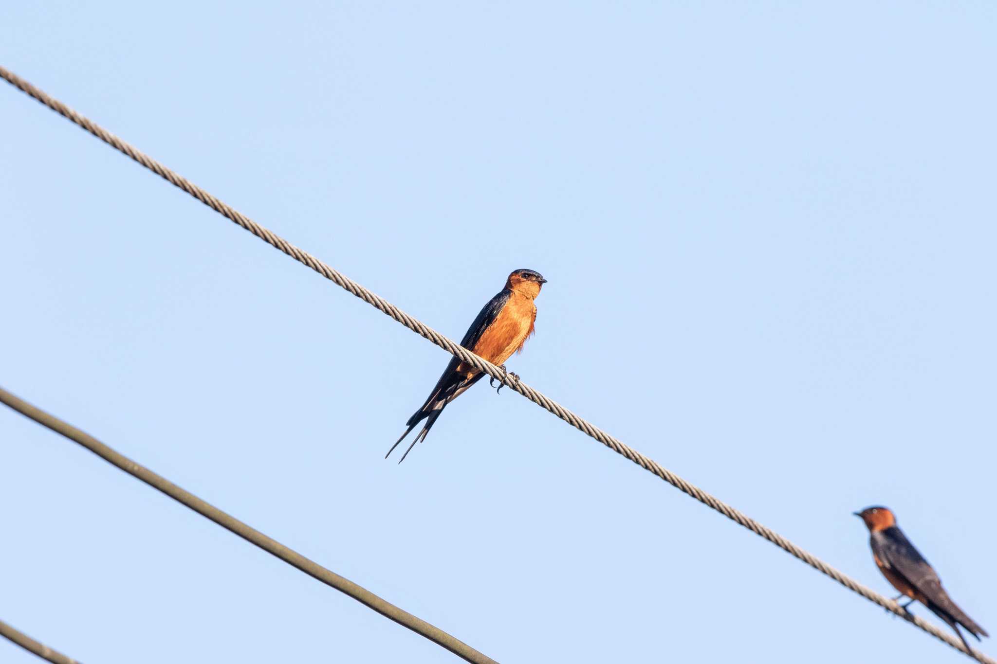 Photo of Rufous-bellied Swallow at Ao Phang-nga NP by Trio