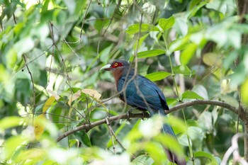 Chestnut-breasted Malkoha Sri Phang-nga NP Sun, 2/24/2019