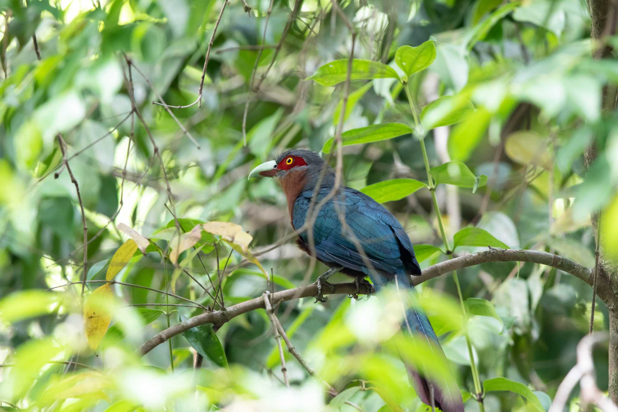 Photo of Chestnut-breasted Malkoha at Sri Phang-nga NP by Trio