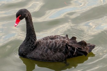 Black Swan 千波湖公園 Fri, 3/1/2019