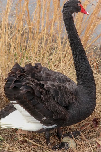 コクチョウ 千波湖公園 2019年3月1日(金)