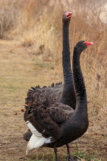 Black Swan 千波湖公園 Fri, 3/1/2019