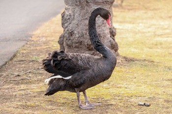 Black Swan 千波湖公園 Fri, 3/1/2019