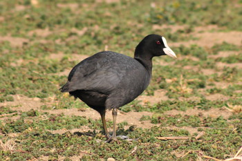 Eurasian Coot 山ノ神沼 Fri, 2/22/2019