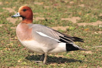 Eurasian Wigeon 山ノ神沼 Fri, 2/22/2019