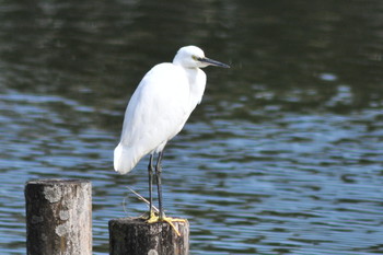 Little Egret 山ノ神沼 Fri, 2/22/2019