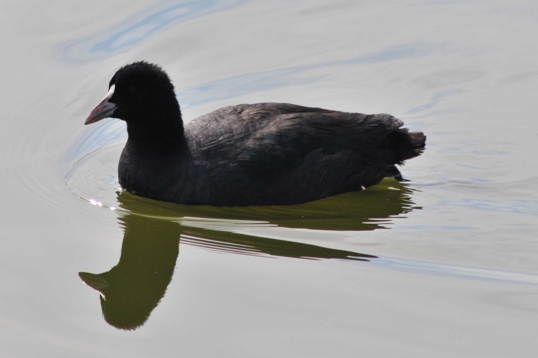 Photo of Eurasian Coot at 山ノ神沼 by Lalxu