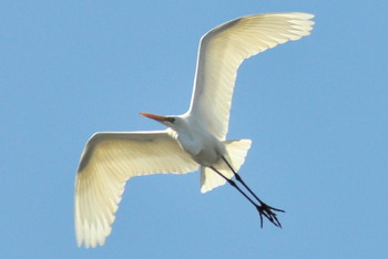 Great Egret 山ノ神沼 Thu, 2/21/2019