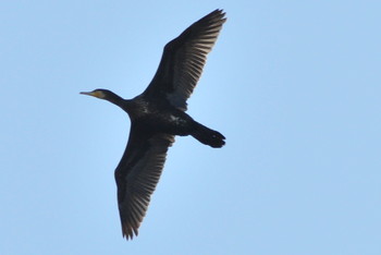 2019年2月21日(木) 山ノ神沼の野鳥観察記録