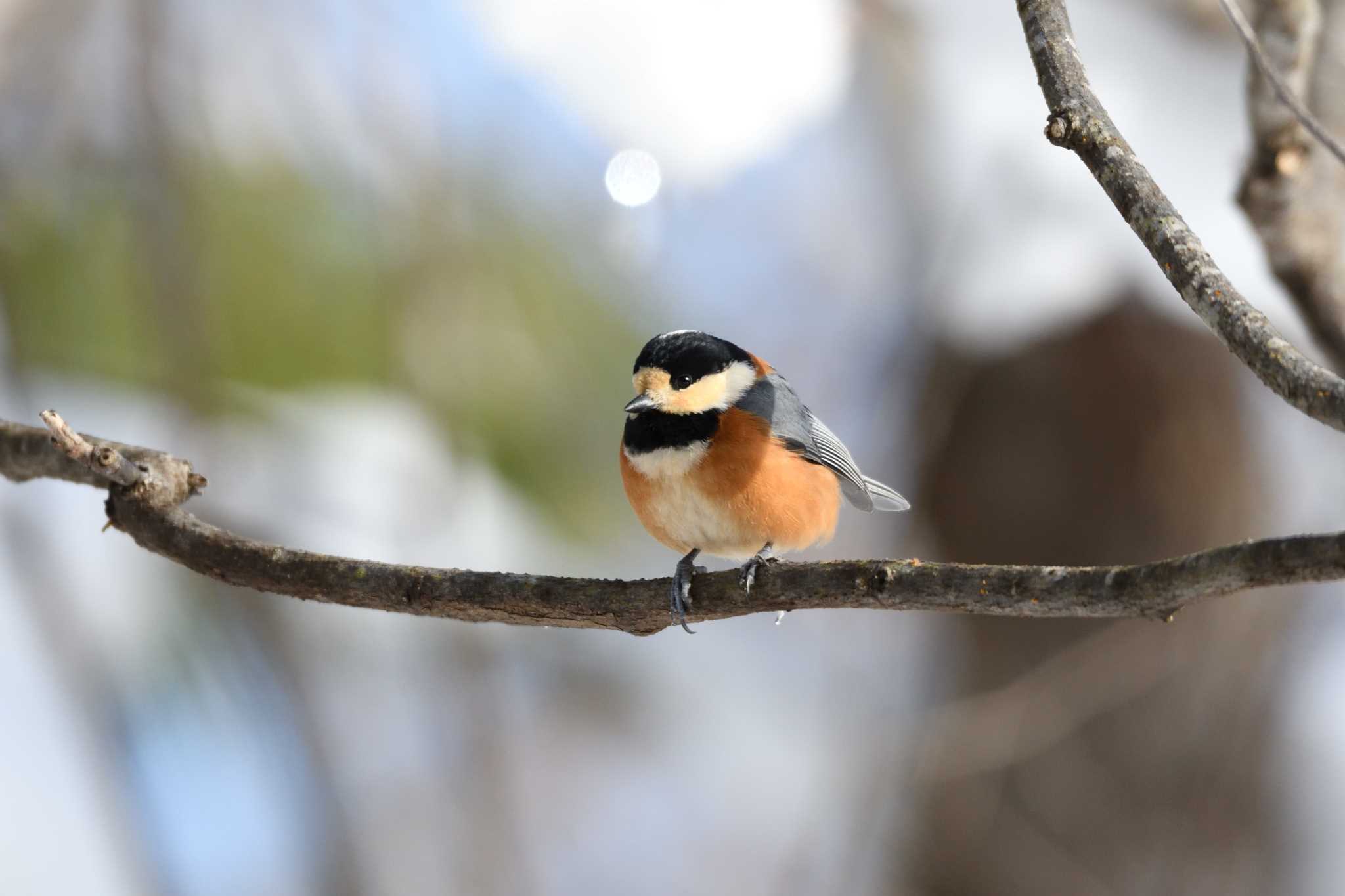Photo of Varied Tit at Tomakomai Experimental Forest by mike2475