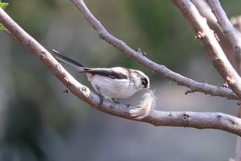 Long-tailed Tit Unknown Spots Tue, 3/5/2019