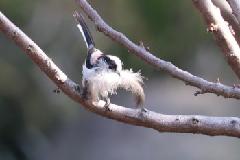 Long-tailed Tit Unknown Spots Tue, 3/5/2019