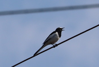 Japanese Wagtail Unknown Spots Tue, 3/5/2019