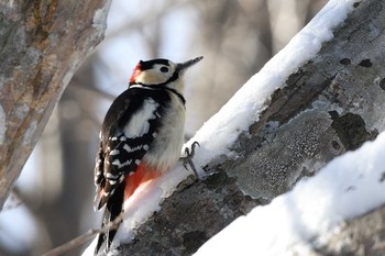 アカゲラ 北大研究林(北海道大学苫小牧研究林) 2019年1月19日(土)