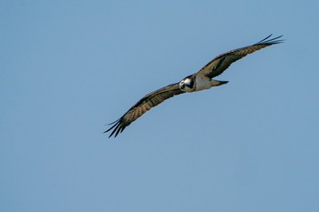 ミサゴ 大阪南港野鳥園 2019年3月5日(火)