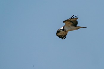 ミサゴ 大阪南港野鳥園 2019年3月5日(火)