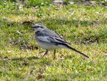 White Wagtail 東山動植物園 Tue, 3/5/2019