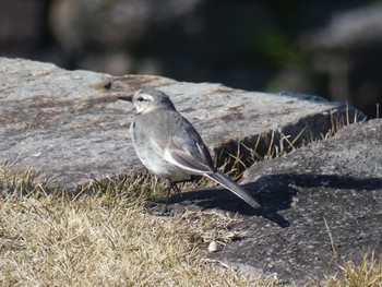 White Wagtail 東山動植物園 Tue, 3/5/2019