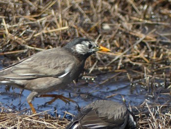 White-cheeked Starling 東山動植物園 Tue, 3/5/2019