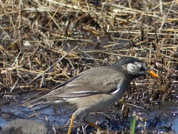 White-cheeked Starling 東山動植物園 Tue, 3/5/2019