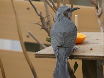 Blue-wattled Bulbul 名古屋市守山区 Tue, 3/5/2019