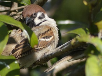 Eurasian Tree Sparrow 東山動植物園 Tue, 3/5/2019